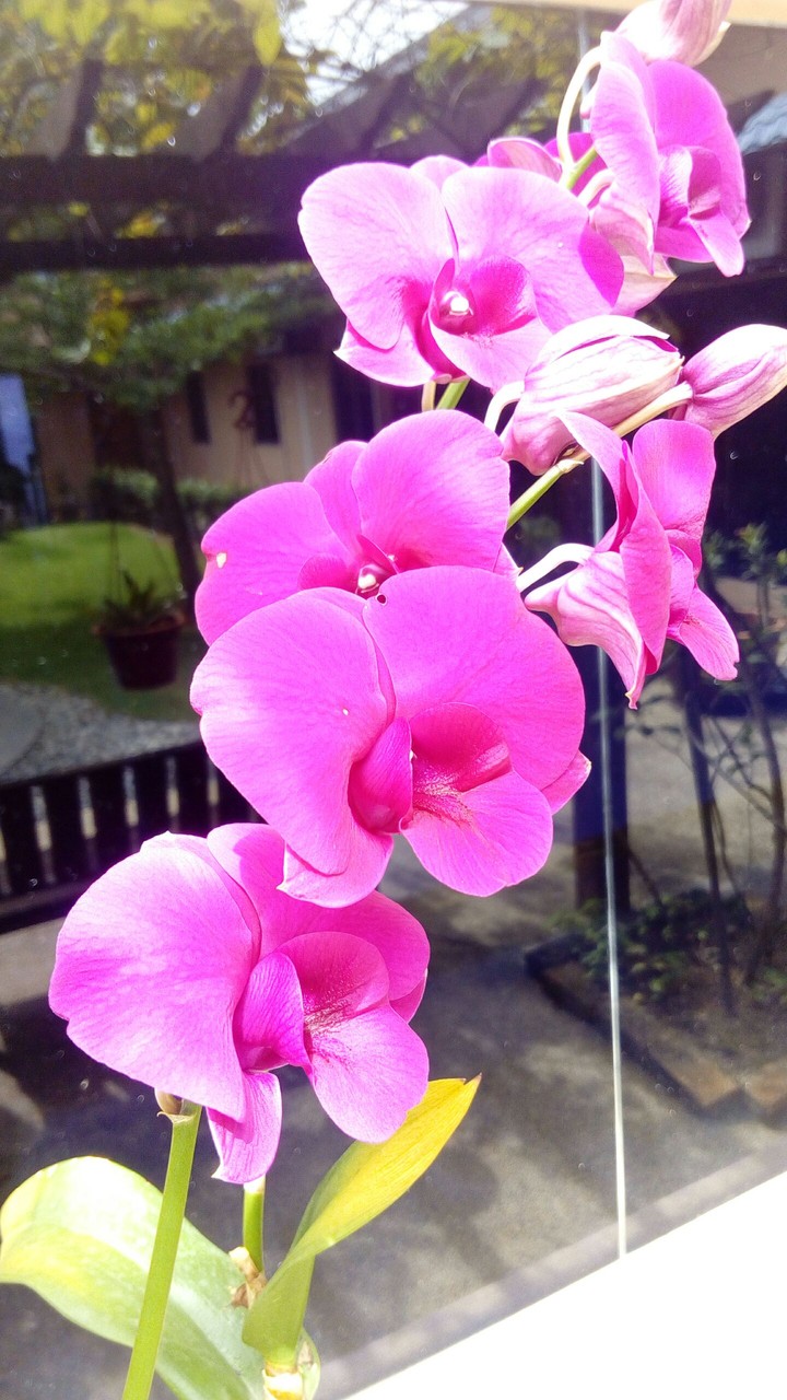 Orchid