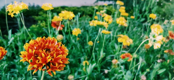 flowers