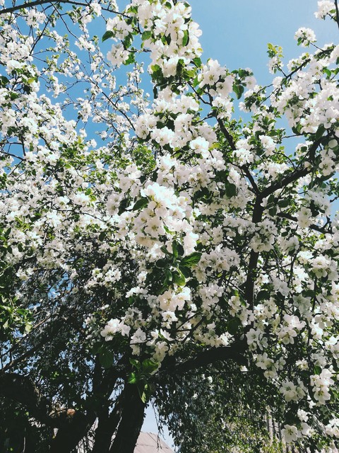sfondi shrub, spring