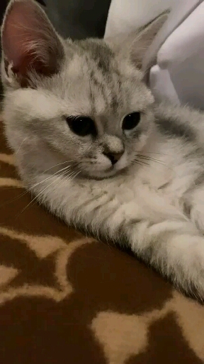 by Lisa
