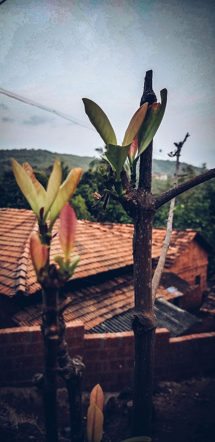 plant