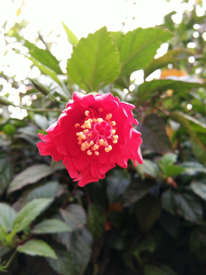 flower