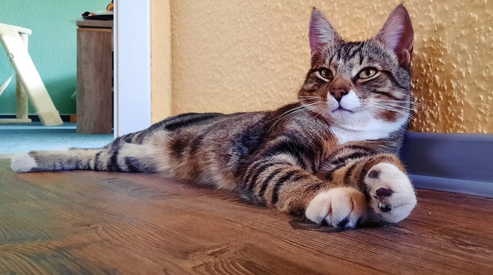 Mauli cat