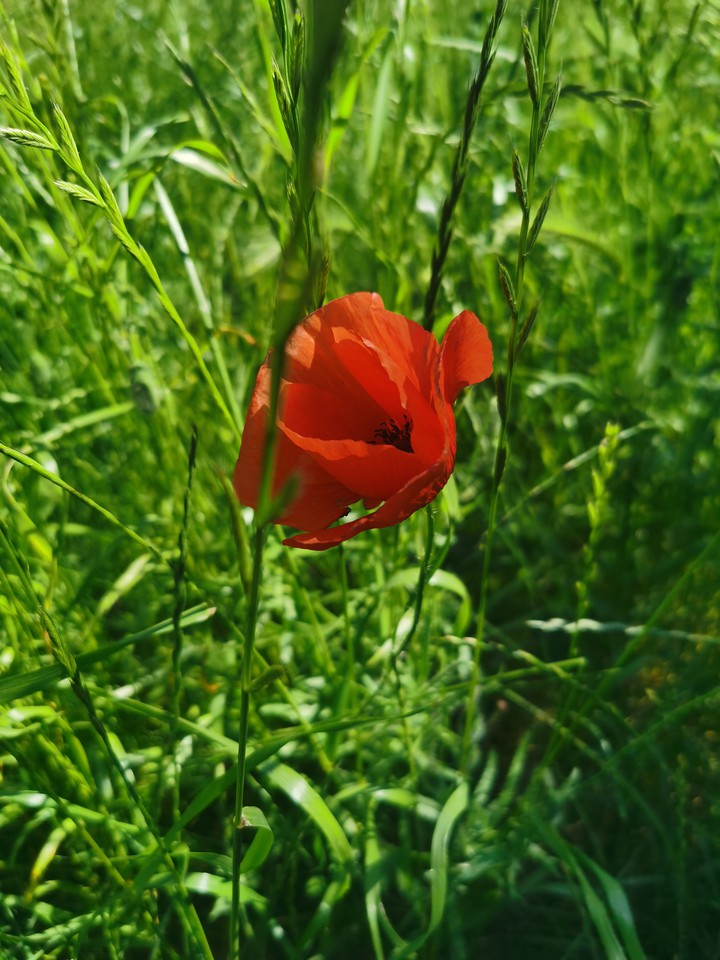 poppy