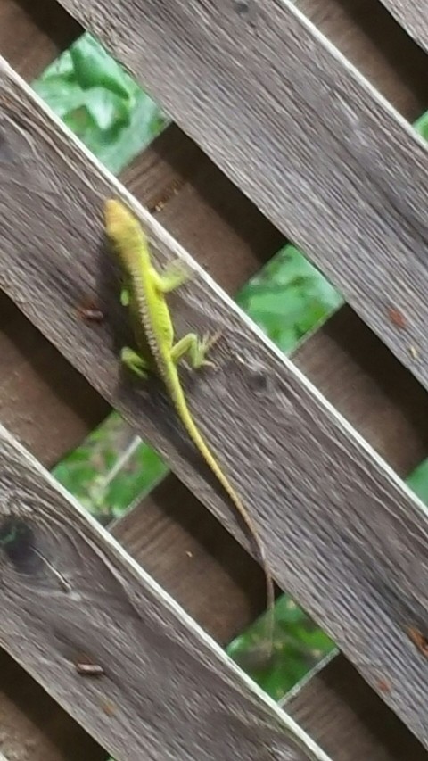 Green Anole