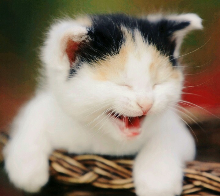 Cute Cat
