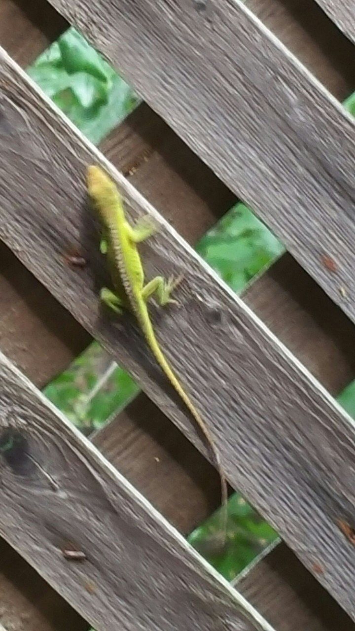 Green Anole
