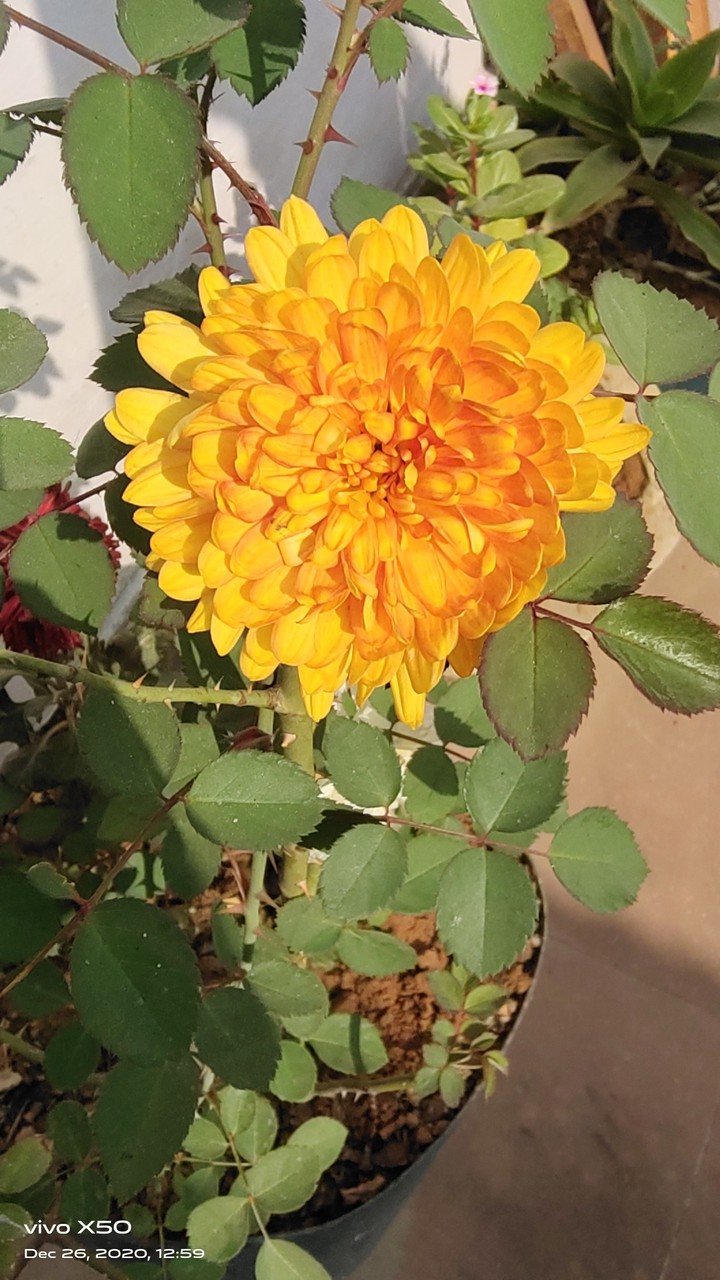 flower
