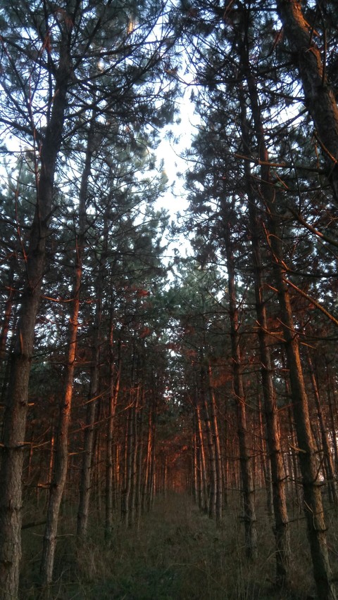 forest