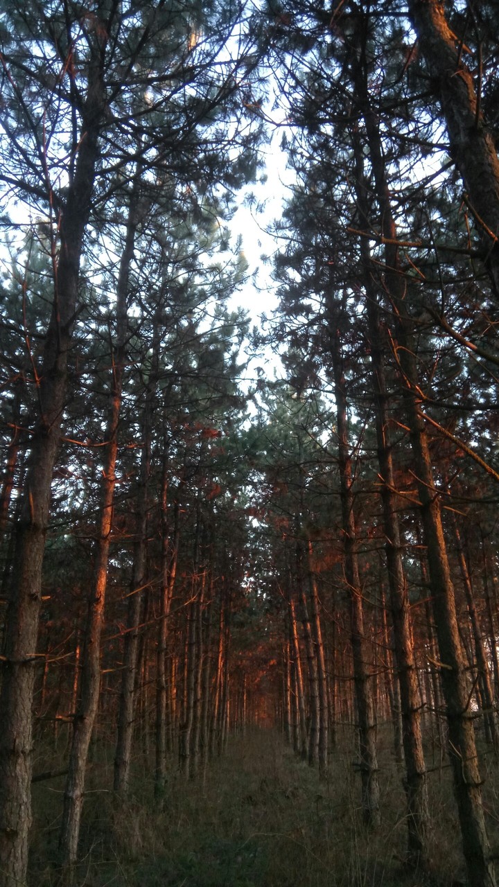 forest