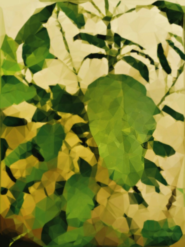 POLY MINT PLANT