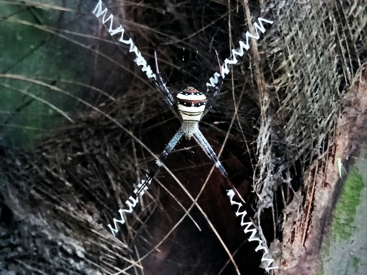 Natural spider