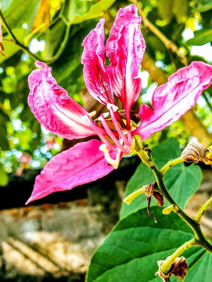 flower..