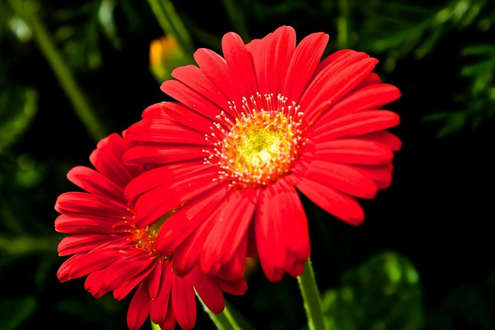 flowers