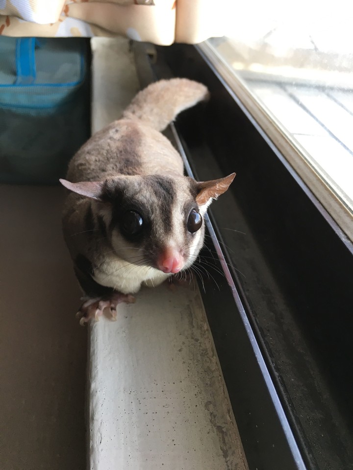 sugar glider 蜜袋鼯