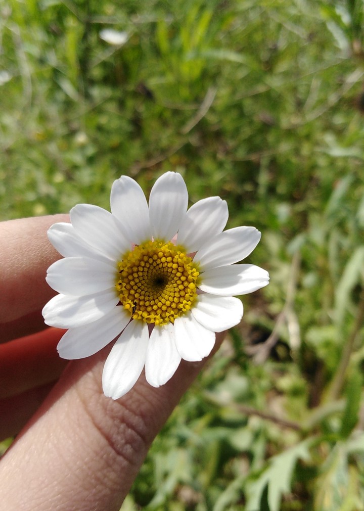 flower