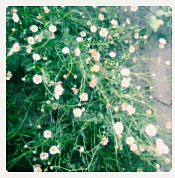 greenry