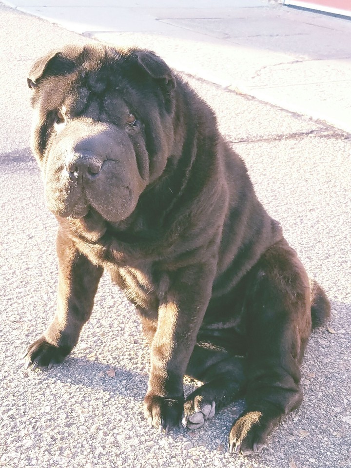 Sunny the  Shar Pei