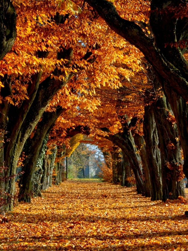 Autumn Arches