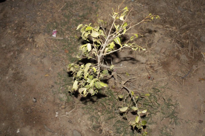 plant