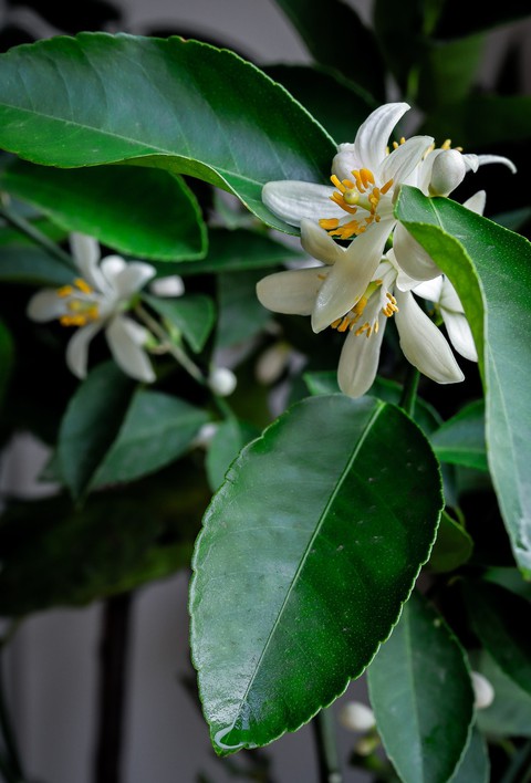ταπετσαρίες petal, rhododendron