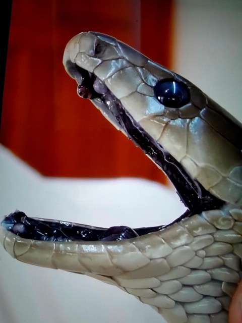 snakes, serpent achtergronden