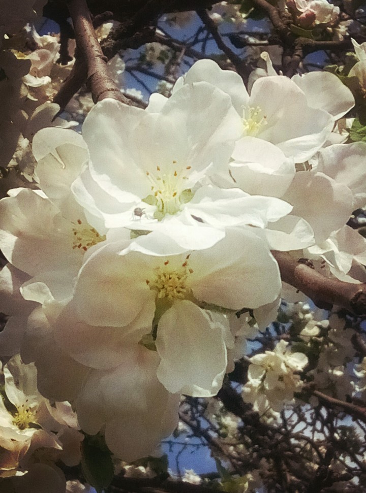 Apple blossom