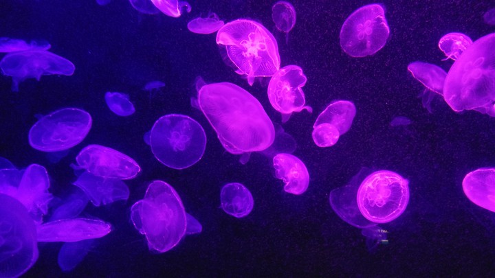 Jellyfish, Sea Aquarium Singapore