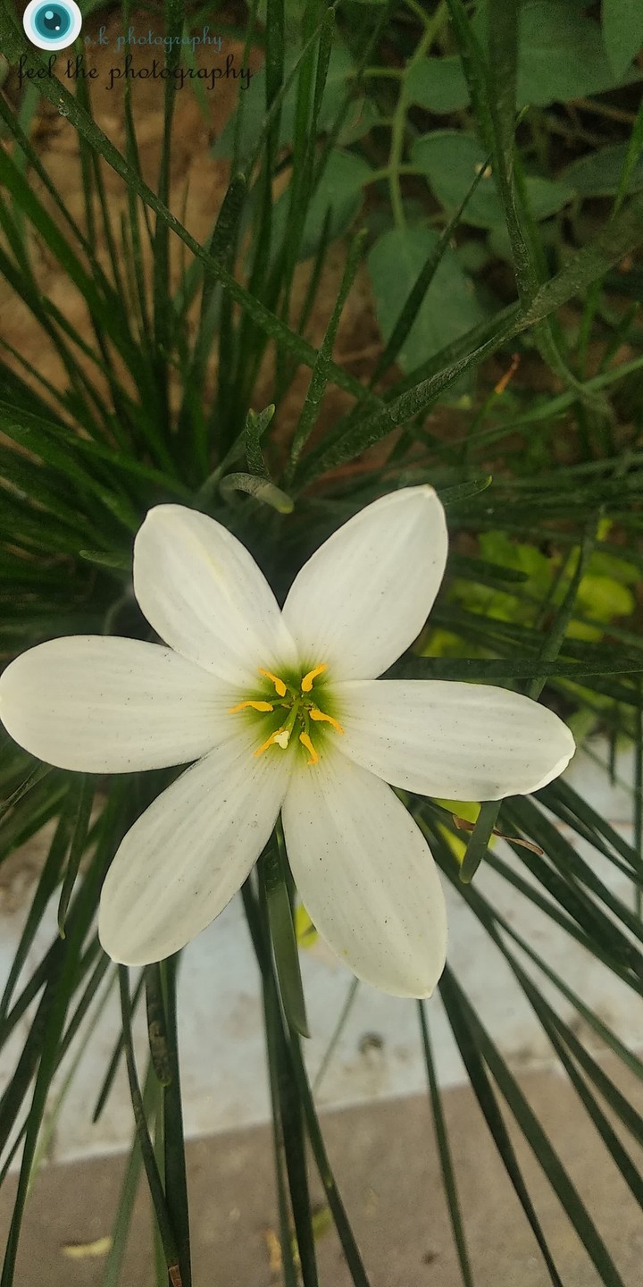 A unique flower made by natur