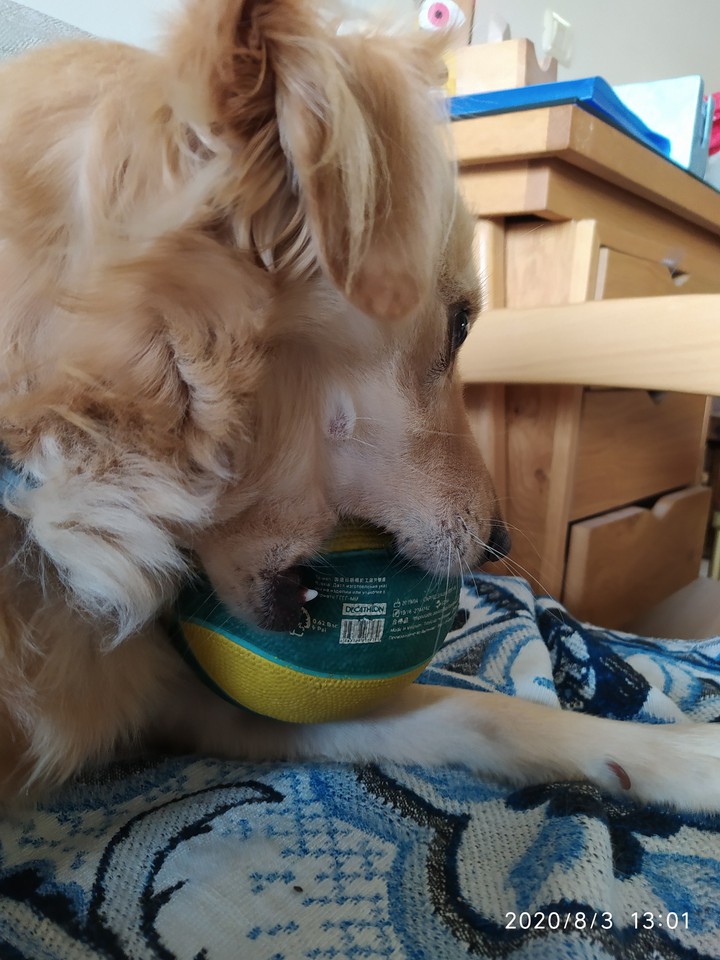 dog