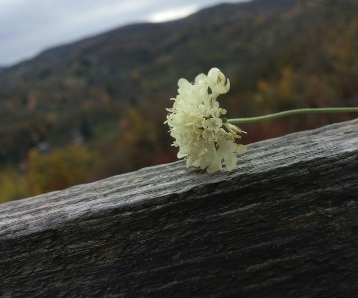 the flower