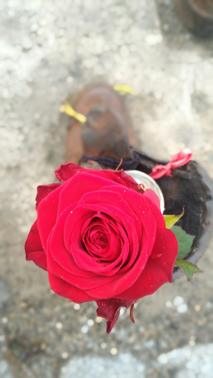 Rosa