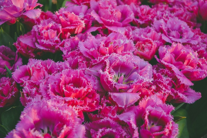 tulip