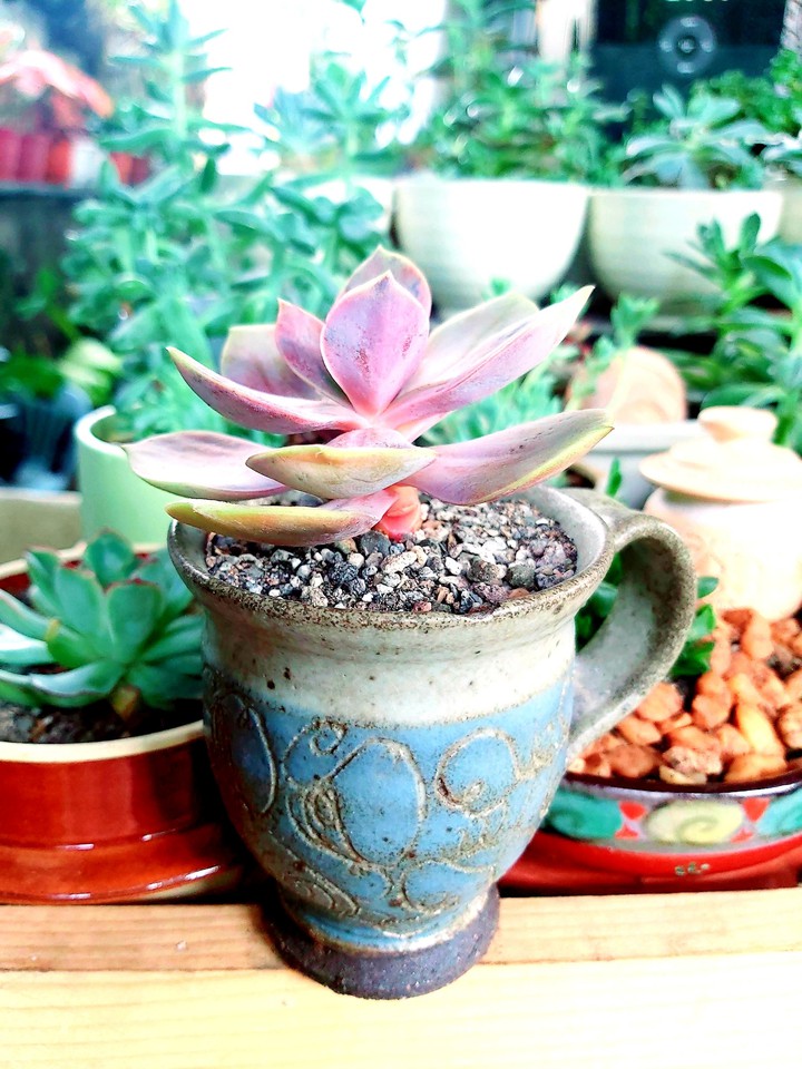happiness in a cup