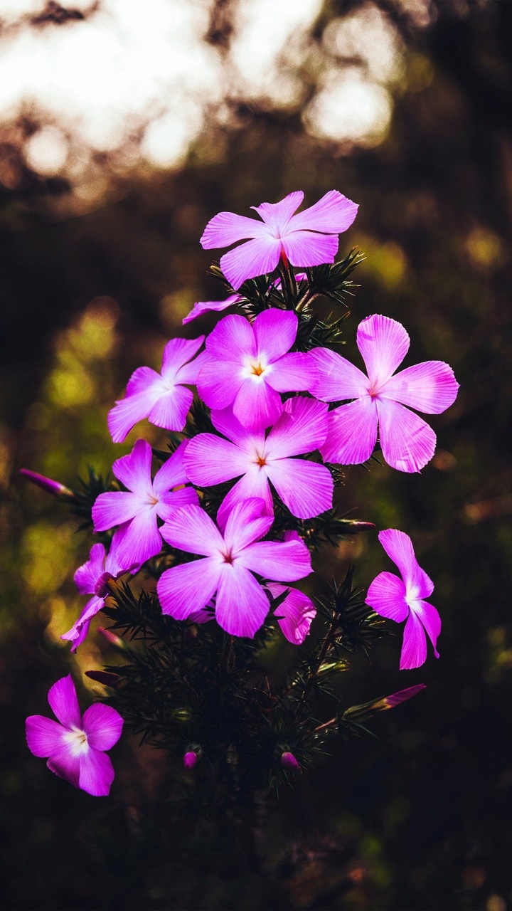 Natur