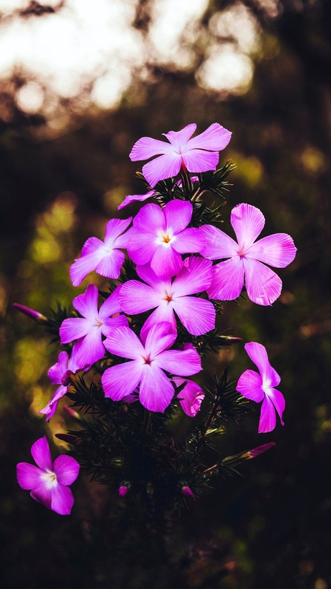 Natur