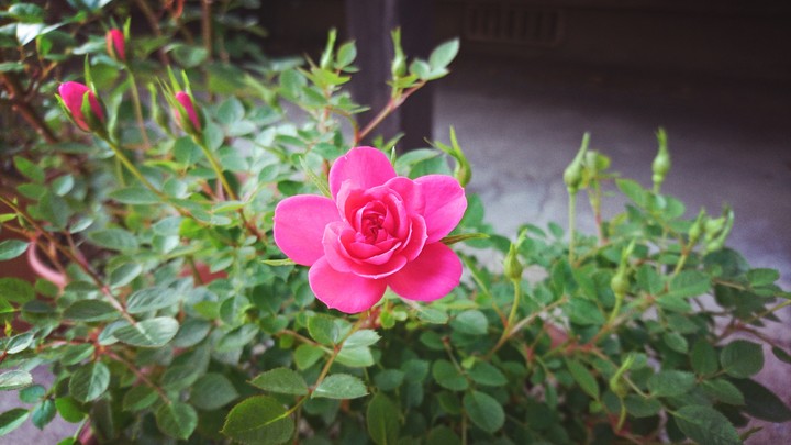 flower