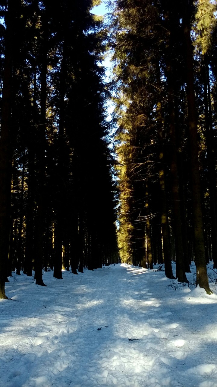 snowforrest