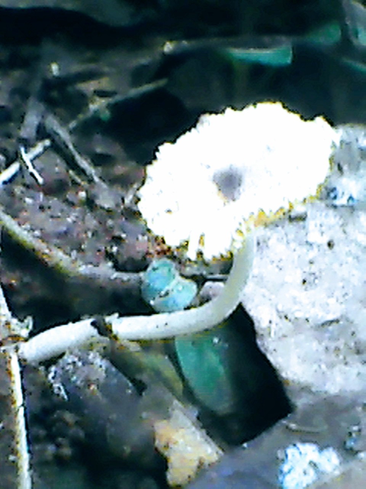 mushroom