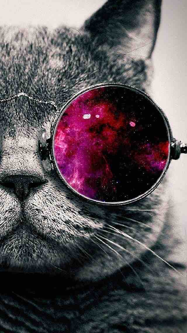 Stylish Cat with Glasses