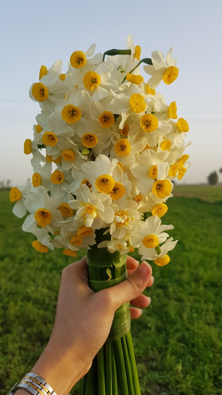 Narcissus