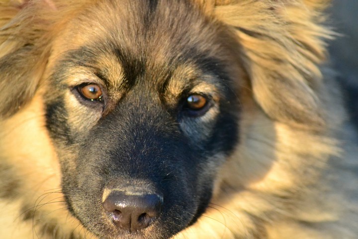 kira