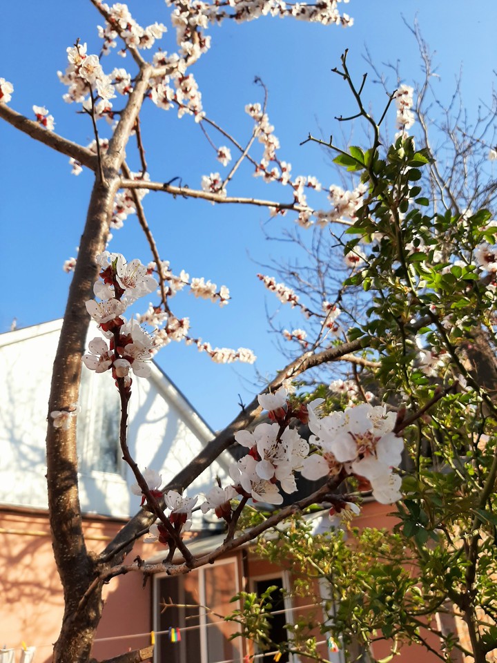spring