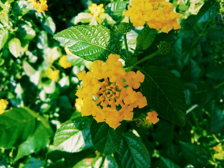 Yellow Flower