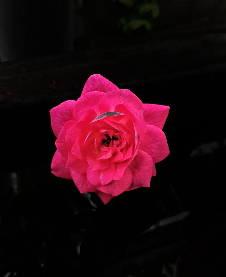 Rising beauty