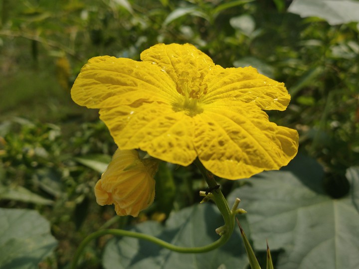 Yellow Flower