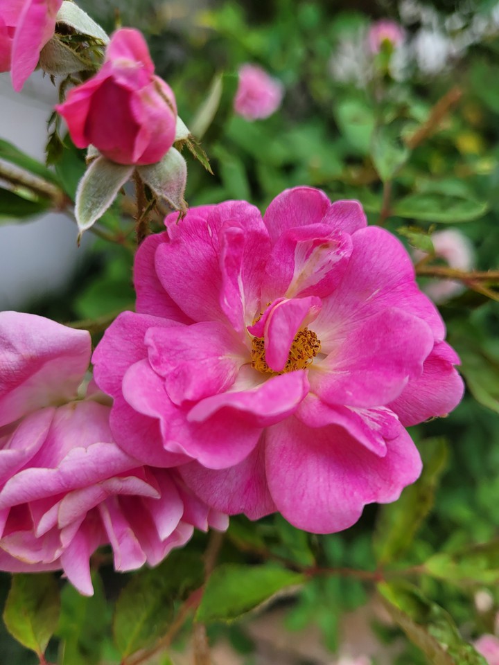 flor