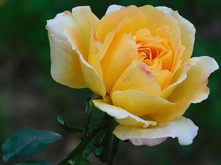 #flower #flowers