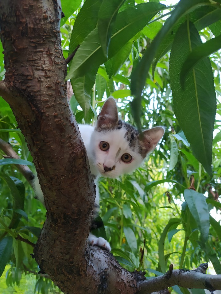 kitty
