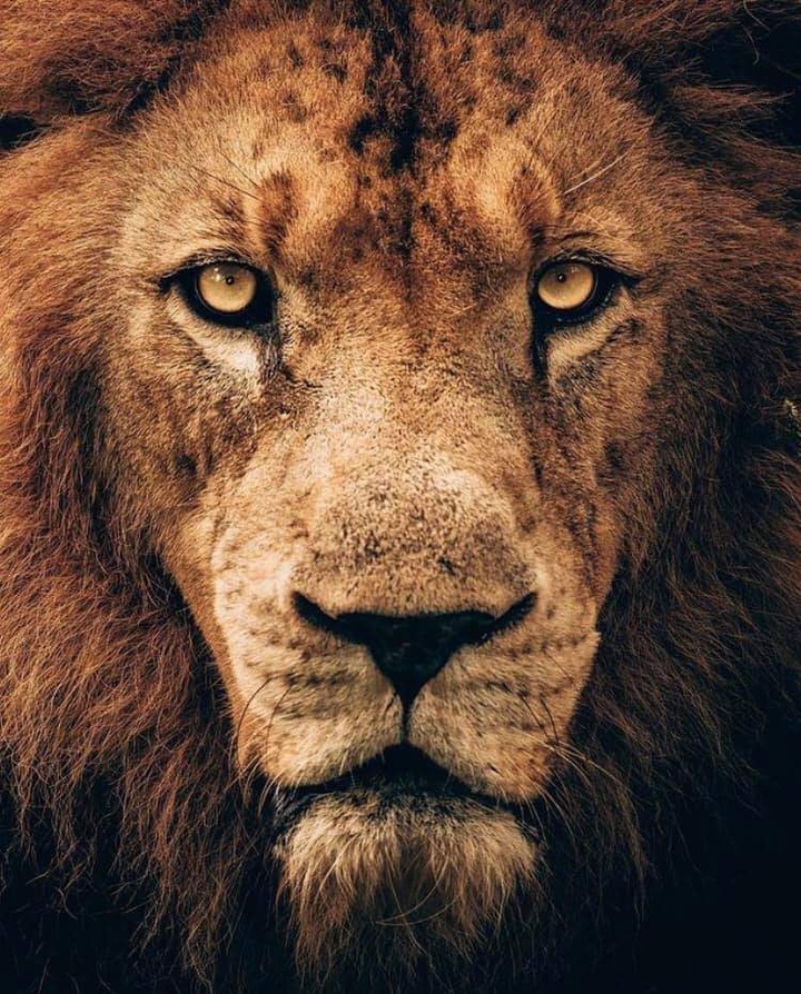 lion